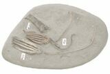 Fossil Crinoid Plate (Three Species) - Crawfordsville, Indiana #197523-3